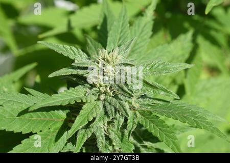 Cannabis unterliegt nicht mehr dem Betäubungsmittelgesetz (BtMG). Erwachsenen ab 18 Jahren ist es erlaubt, bis zu 3 Pflanzen zu besitzen.  Cannabis is Stock Photo