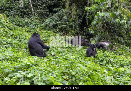 The endangered Mountain Gorilla ( Berengei berengei ) in Bwindi Impenetrable National Park in Uganda. Bwindi National Park is a UNESCO World Heritage. Stock Photo