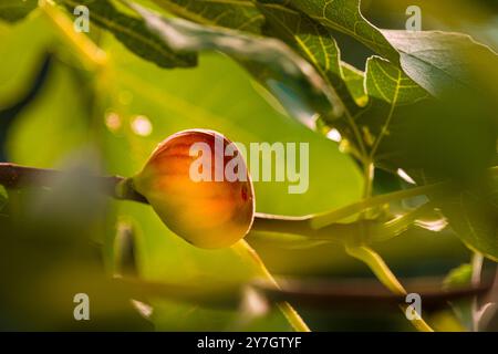 Ripe fig fruit on a treee. Fig tree with rippening fruits close up. Stock Photo