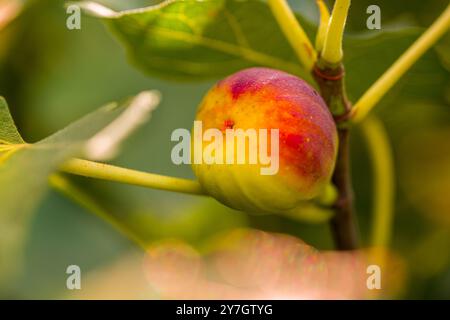 Ripe fig fruit on a treee. Fig tree with rippening fruits close up. Stock Photo