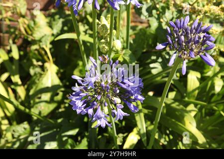 Purple Agapanthus, often called African Lily or Lily of the Nile growing at Hatchlands Park, Surrey, England, UK, August 2024 Stock Photo