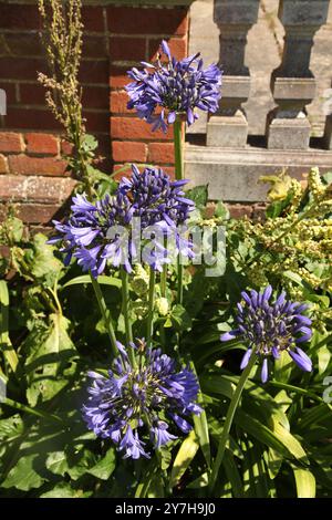 Purple Agapanthus, often called African Lily or Lily of the Nile growing at Hatchlands Park, Surrey, England, UK, August 2024 Stock Photo