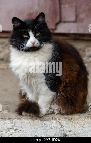 This image shows a black and white cat with mostly black fur and white spots on its face, chest and paws. A cat is sitting on a concrete surface looki Stock Photo
