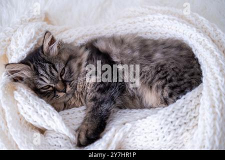 small red kitten sleeping on a white blanket. Stock Photo