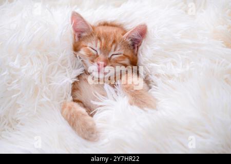 small red kitten sleeping on a white blanket. Stock Photo
