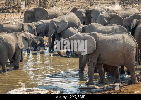 Large herd of elephants drinking at Halali waterhole in Etosha National Park, wildlife safari and game drive in Namibia, Africa Stock Photo