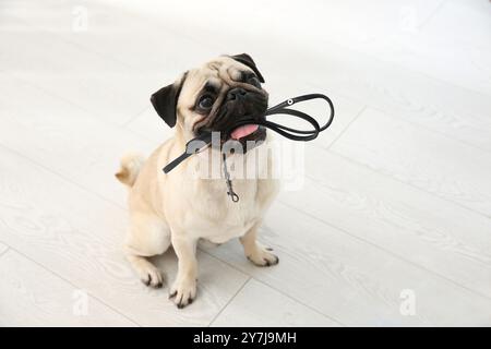 Cute Pug dog holding leash in mouth indoors. Time for walk Stock Photo
