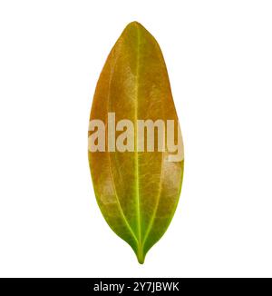 Cut out of a red Cinnamomum verum or True Cinnamon leaf with detailed clipping paths, on white background, the smooth texture and vibrant red hue for Stock Photo