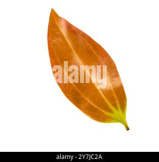 Cut out of a red Cinnamomum verum or True Cinnamon leaf with detailed clipping paths, on white background, the smooth texture and vibrant red hue for Stock Photo