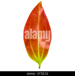 Cut out of a red Cinnamomum verum or True Cinnamon leaf with detailed clipping paths, on white background, the smooth texture and vibrant red hue for Stock Photo