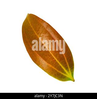 Cut out of a red Cinnamomum verum or True Cinnamon leaf with detailed clipping paths, on white background, the smooth texture and vibrant red hue for Stock Photo