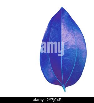 Cut out of a blue Cinnamomum verum or True Cinnamon leaf with detailed clipping paths, on white background, the smooth texture and vibrant blue hue fo Stock Photo