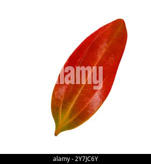 Cut out of a red Cinnamomum verum or True Cinnamon leaf with detailed clipping paths, on white background, the smooth texture and vibrant red hue for Stock Photo