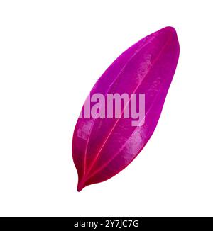 Cut out of a pink Cinnamomum verum or True Cinnamon leaf with detailed clipping paths, on white background, the smooth texture and vibrant pink hue fo Stock Photo