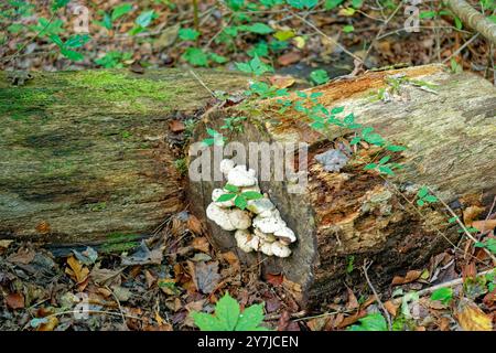 Cut tree logs rotting on the forest ground with white fungi growing on the side in layers surrounded by fallen leaves in autumn closeup view Stock Photo