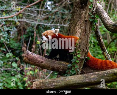 Red panda climbs around on a tree branch. Stock Photo