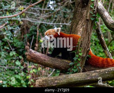 Red panda climbs around on a tree branch. Stock Photo