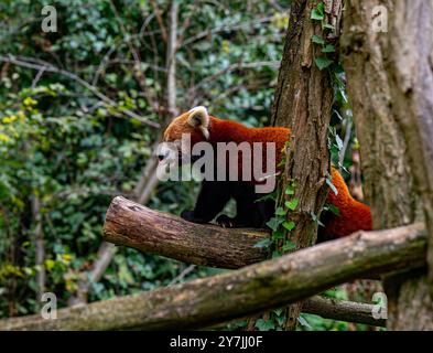 Red panda climbs around on a tree branch. Stock Photo