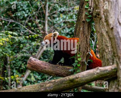 Red panda climbs around on a tree branch. Stock Photo