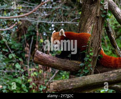 Red panda climbs around on a tree branch. Stock Photo