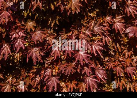 Red Maple tree background with sun on a beautiful sunny Autumn day with rays of sun shining on the of fall season. Norway maple Crimson Sentry, Acer p Stock Photo