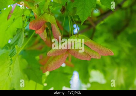 Close-up of maple plant flower seeds on a tree. Autumn Fall Maple Tree Seeds background. Stock Photo