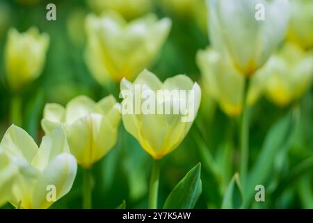 Spring garden. Beautiful yellow tulip flowers on spring nature. Close-up of closely bundled tulips. Tulip field. Spring tulip. Yellow tulips flowers i Stock Photo
