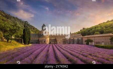 The Abbey of Senanque and the rows of lavender flowers in bloom, panoramic view at sunset. Gordes, Vaucluse department, Provence-Alpes-Cote d'Azur reg Stock Photo