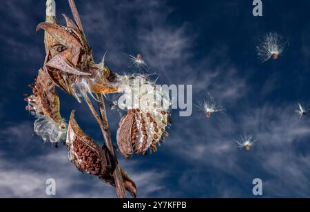 Milkweed Seed Flight Stock Photo