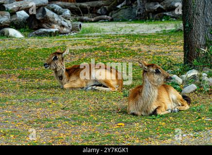 Female Lechwe - Kobus leche, beautiful antelope from central African savannas and wetlands, Angola Stock Photo