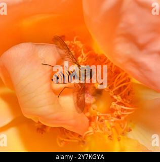 A Marmalade hoverfly feeding on the pollen of a peach coloured rose, Collinswood images. Stock Photo