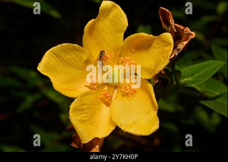 Marmalade Hoverfly feeding on Rose-of-sharon flower in a Manchester garden.Collinswoodimages. Stock Photo