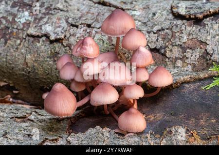 Mycena haematopus toadstools, commonly known as the burgundydrop bonnet, fungi growing on dead tree trunk during autumn, UK Stock Photo