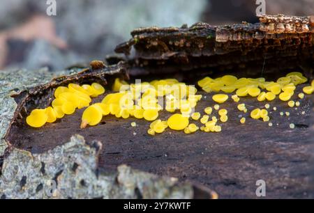 Lemon disco fungus (Bisporella citrina) commonly known as yellow fairy cups or lemon discos, on rotten fallen tree, UK Stock Photo