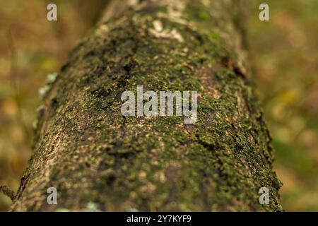 An old tree stump lying on the ground in a European forest. Autumn, Fall, October, day Stock Photo