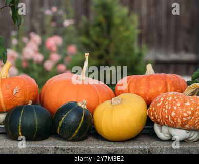 Ripe pumpkins and squash in the garden. Autumn harvest with different varieties of pumpkins. Stock Photo