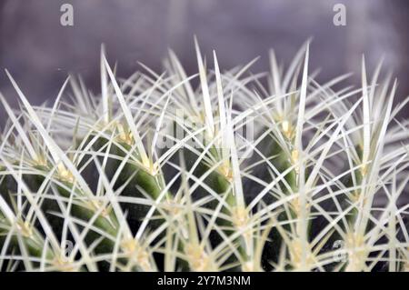 Golden globe cactus, Echinocactus grusonii, mother-in-law's chair, Mexico, Central America Stock Photo