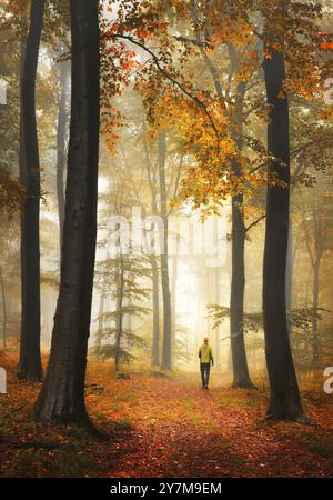 Autumn forest with majestic beauty and fog in golden light and colors. A Hiker enjoys a walk on a picturesque path into the illuminated mis bt Stock Photo