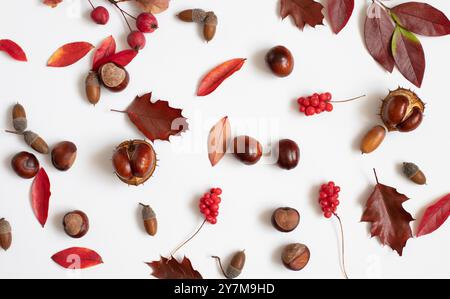 Autumn pattern with acorns, chestnuts, red berries and leaves on a white background. Fall concept. View from above. Stock Photo