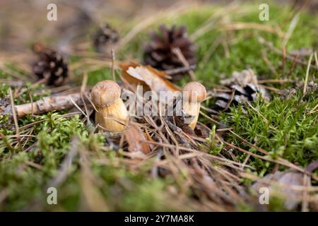 Close up shot of two small mushrooms growing in a moss-covered forest floor surrounded by pine cones and needles, showcasing the beauty of nature in a Stock Photo