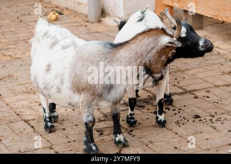Playful Nigerian Dwarfs: Charming Miniature Goats in Rustic Farm Setting. Stock Photo
