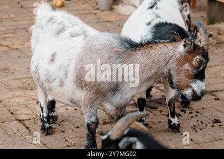 Charming Nigerian Dwarf Goat Grazing in Rustic Farmyard Setting. Stock Photo