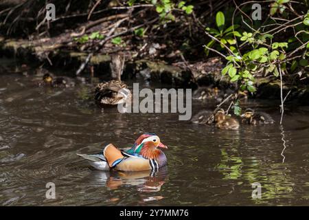 Mandarin duck with mallard ducklings Stock Photo