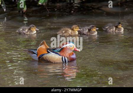 Mandarin duck with mallard ducklings Stock Photo