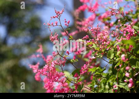 Blossoming pink coral vine mexican creeper flower with its green leaf line,  It is an edible flower. Stock Photo