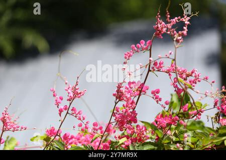 Blossoming pink coral vine mexican creeper flower with its green leaf line,  It is an edible flower. Stock Photo