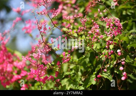 Blossoming pink coral vine mexican creeper flower with its green leaf line,  It is an edible flower. Stock Photo