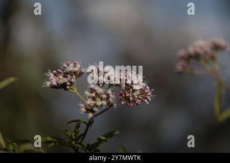 A bunch of flowers with white petals and green stems. The flowers are in the foreground and the background is blurry Stock Photo