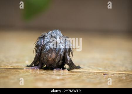 A small bird is standing on a wet surface, looking at the camera. The bird appears to be wet and dirty, and it seems to be looking at the camera with Stock Photo