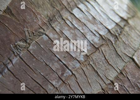 Palm tree trunk background texture Stock Photo